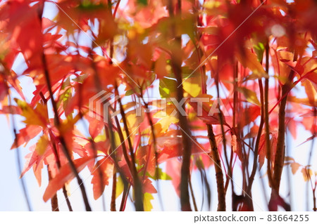 盆栽蝦虎魚苗/背景天空 盆栽蝦虎魚苗/背景天空 83664255