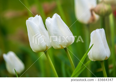 Beautiful white tulips flowerbed close-up. Floral background