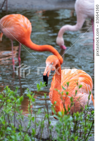 The American flamingo Phoenicopterus ruber standing in water on lake shore 83664360