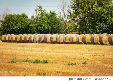 Row of Golden Hay Bales in a Sunny Summer Day - Padan Plain Italy Row of Golden Hay Bales in a Sunny Summer Day - Padan Plain Italy 83664439