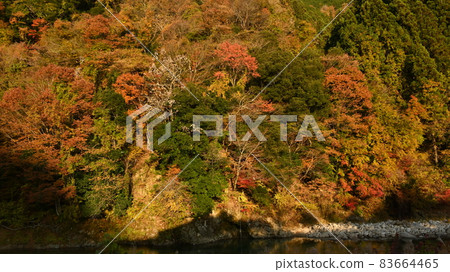 三河山區的紅葉已經開始變色 三河山區的紅葉已經開始變色 83664465