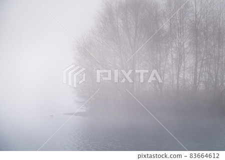 Thick fog over lake in early autumn morning, bare trees silhouetted in the haze 83664612