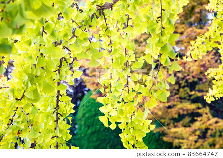 這是我開始感受到秋天的公園的風景。秋葉開始了。請在明亮的背景。 83664747