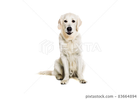 Labrador Retriever on white background 83664894