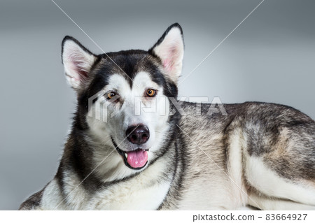Alaskan Malamute lying and looking at the camera, sticking the tongue out, on gray background Alaskan Malamute lying and looking at the camera, sticking the tongue out, on gray background 83664927