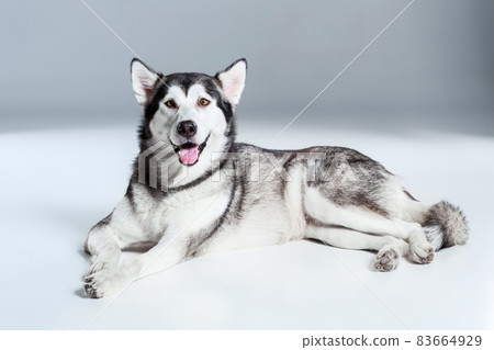 Alaskan Malamute lying and looking at the camera, sticking the tongue out, on gray background Alaskan Malamute lying and looking at the camera, sticking the tongue out, on gray background 83664929