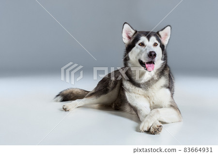 Alaskan Malamute lying on the floor, sticking the tongue out, on gray background Alaskan Malamute lying on the floor, sticking the tongue out, on gray background 83664931