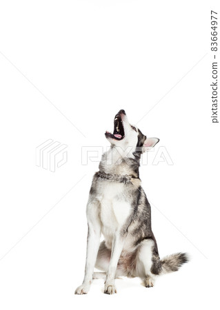 Alaskan Malamute sitting in front of white background Alaskan Malamute sitting in front of white background 83664977