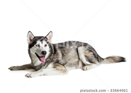 Alaskan Malamute sitting in front of white background 83664981
