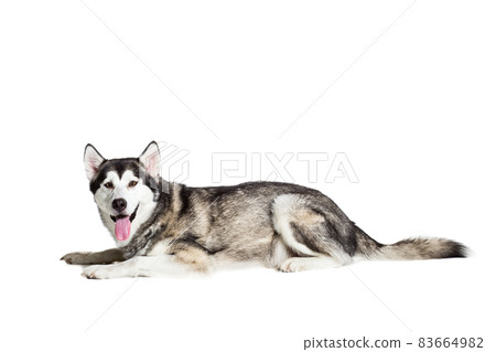 Alaskan Malamute sitting in front of white background Alaskan Malamute sitting in front of white background 83664982