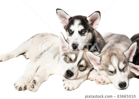 Cute Siberian husky puppies on white background. 83665010