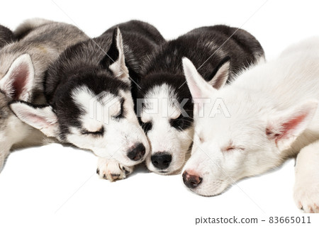 Cute Siberian husky puppies on white background. 83665011