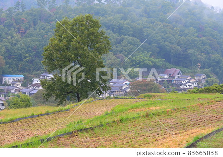 Trees that grow between rice fields "Kai City" 83665038
