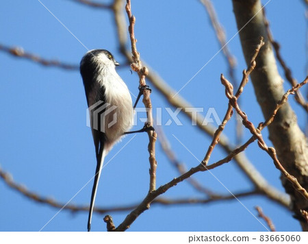 可愛又美麗的長尾山雀，從山上冒出來，停在我面前 83665060