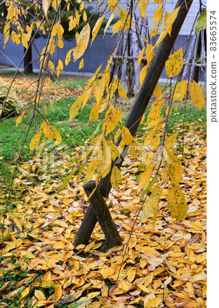 上杉神社 上杉紀念館 松崎神社 上杉神社 上杉紀念館 松崎神社 83665574