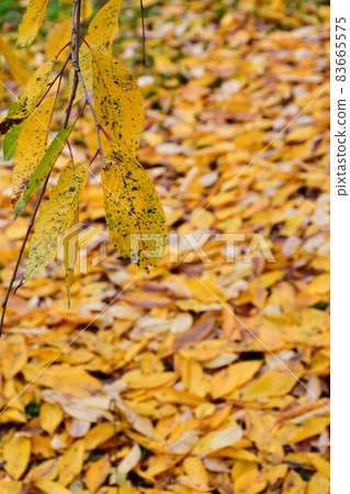 上杉神社 上杉紀念館 松崎神社 上杉神社 上杉紀念館 松崎神社 83665575