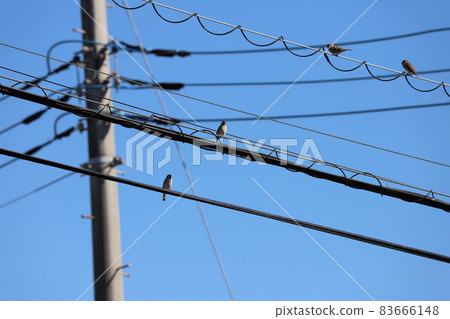 A flock of sparrows resting on an electric wire under the clear autumn weather 83666148