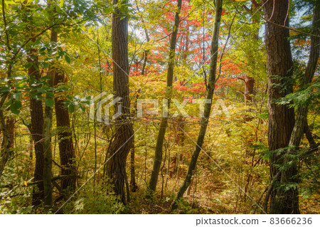 Shiomine Onorate的紅葉[Shiomine Pass] 83666236