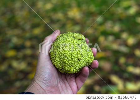 Closeup of green hedge apple fruit in hand in a public garden 83666475