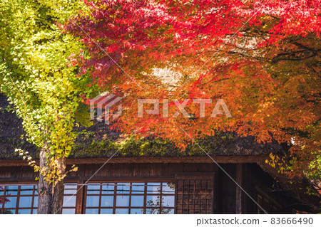 被染成秋色的日式房屋 《攝影合作：佐藤齋子彩子》 83666490