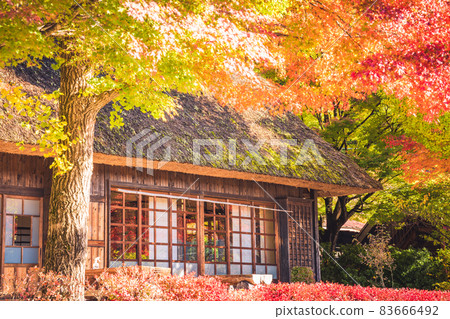 被染成秋色的日式房屋 《攝影合作：佐藤齋子彩子》 83666492