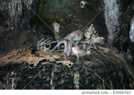 Two monkeys making love (fertilization) The breeding of macaque in nature. 83666503