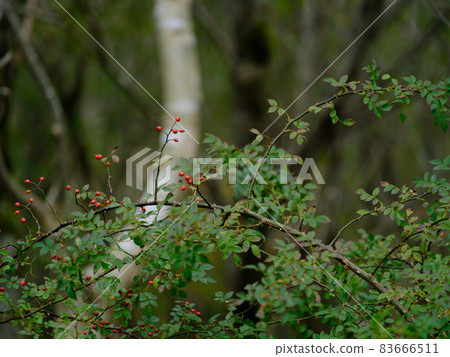 Wild roses and birch trees that grow naturally in the mountains of Tokushima Wild roses and birch trees that grow naturally in the mountains of Tokushima 83666511