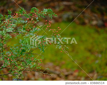 Mt. Tsurugi, a wild rose that grows naturally in the mountains of Yamanoie Cafe 83666514