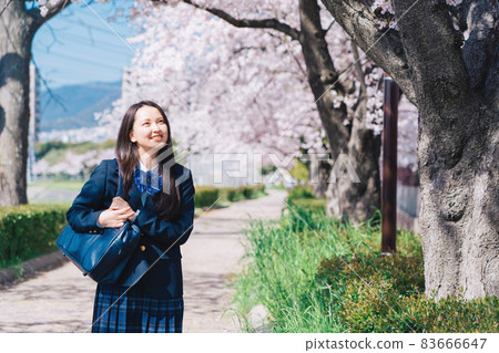 High school students going to school on the streets of cherry blossom trees 83666647