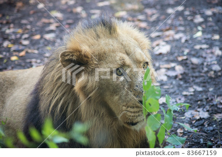 Portrait of male lion lying in a zoologic park 83667159