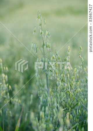 Green ears of oats in agricultural field in summer 83667427