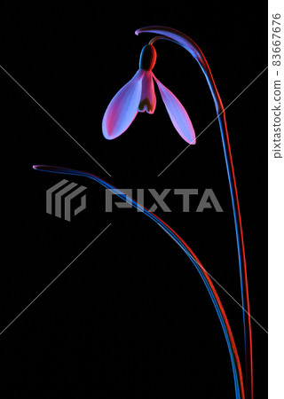 Snowdrop in pink and blue neon light isolated on black background. Snowdrop in pink and blue neon light isolated on black background. 83667676