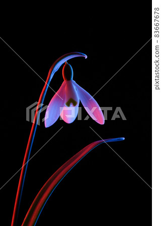 Snowdrop in pink and blue neon light isolated on black background. Snowdrop in pink and blue neon light isolated on black background. 83667678