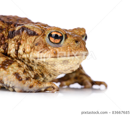 Big common toad isolated on white background. 83667685