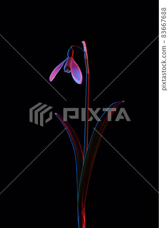 Snowdrop in pink and blue neon light isolated on black background. Snowdrop in pink and blue neon light isolated on black background. 83667688
