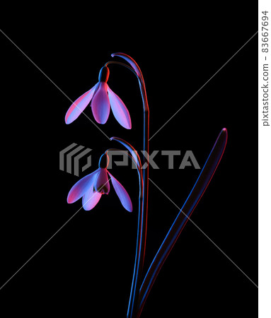 Snowdrops in pink and blue neon light, isolated on black background. Snowdrops in pink and blue neon light, isolated on black background. 83667694