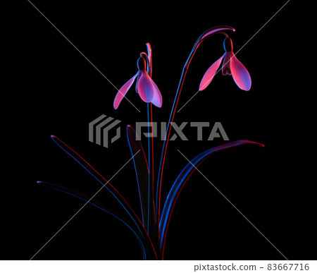 Snowdrops in pink and blue neon light, isolated on black background. Snowdrops in pink and blue neon light, isolated on black background. 83667716