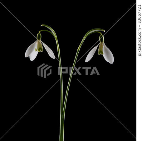 Spring Snowdrops isolated on black background. Spring Snowdrops isolated on black background. 83667721