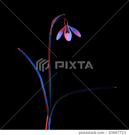 Snowdrop in pink and blue neon light isolated on black background. Snowdrop in pink and blue neon light isolated on black background. 83667723