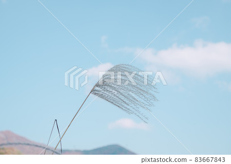 潘帕斯草在風中飄揚 潘帕斯草在風中飄揚 83667843