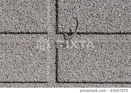 Japanese gecko that appeared on the outer wall of the house 83667870