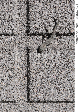 Japanese gecko that appeared on the outer wall of the house 83667871