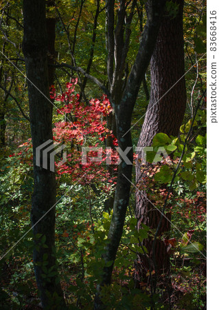 Maple that gently colors [Autumn Shiomine Onodate] 83668416