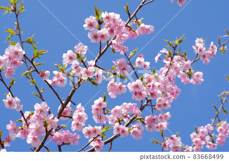 藍天背景下的櫻花【河津櫻花】 83668499