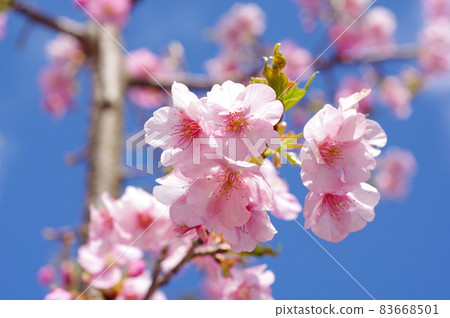 藍天背景下的櫻花【河津櫻花】 藍天背景下的櫻花【河津櫻花】 83668501