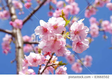 藍天背景下的櫻花【河津櫻花】 藍天背景下的櫻花【河津櫻花】 83668502