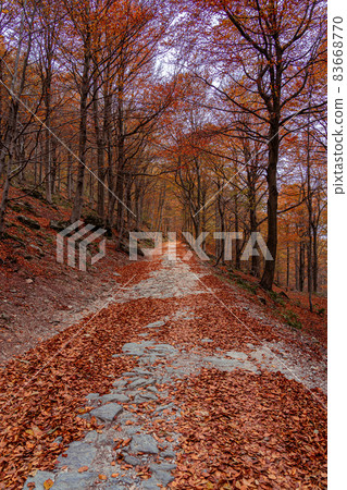 Red forest in autumn at Colle del Melogno, Italy. Red forest in autumn at Colle del Melogno, Italy. 83668770