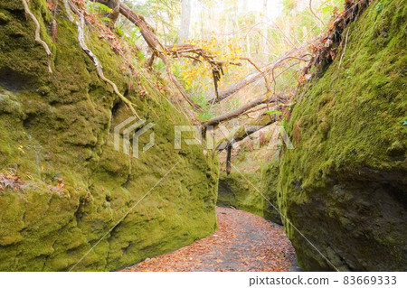 苔蘚走廊北海道 83669333