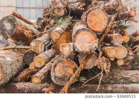 A bunch of sawn wooden logs of trees outdoor A bunch of sawn wooden logs of trees outdoor 83669515