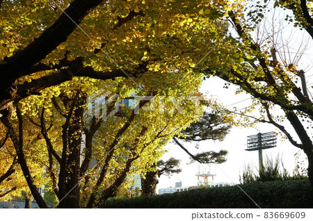Autumn, ⒒ month. It was warm today, so I went to Jingu Gaien to go see Ginkgo a little earlier. The trees are shining in the sun 83669609